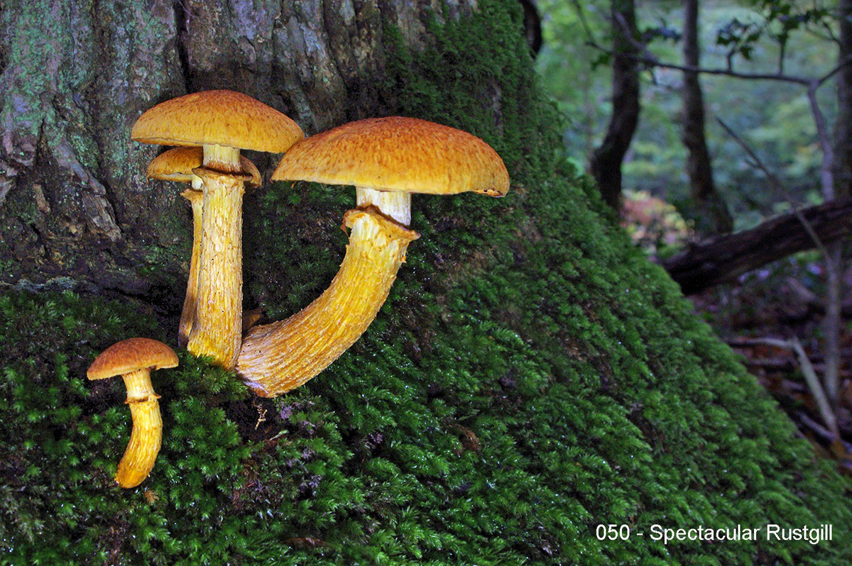050 - Gymnopilus spectabilis - Spectacular Rustgill